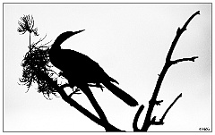 O - Profilo Greco